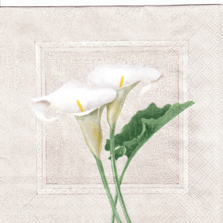 Ubrousek Bílá kala