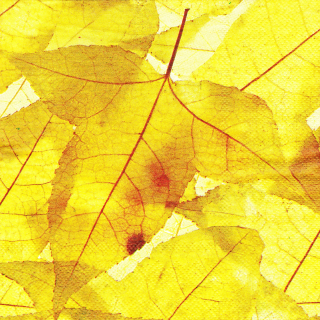 Ubrousek Podzimní listí 02