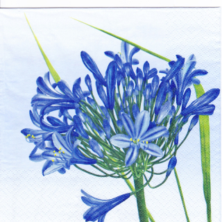 Ubrousek Modré květy 02