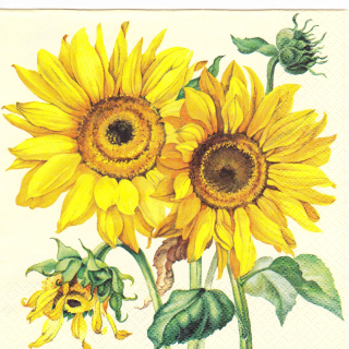 Ubrousek Slunečnice