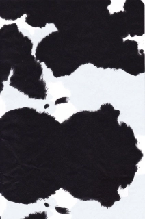 369 Černo-bílá kůže skotu